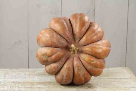 In Praise of the Pumpkin Image